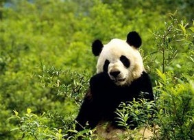 糣Щ